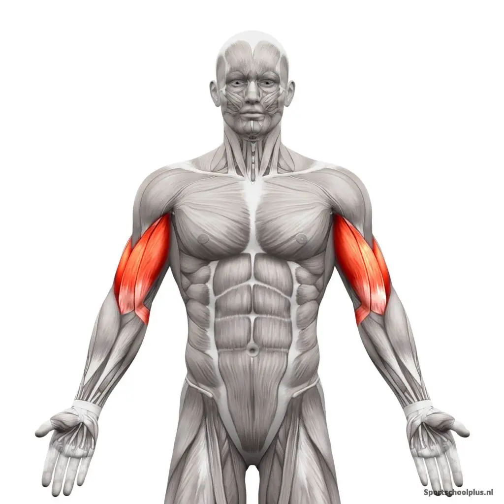 Biceps anatomie