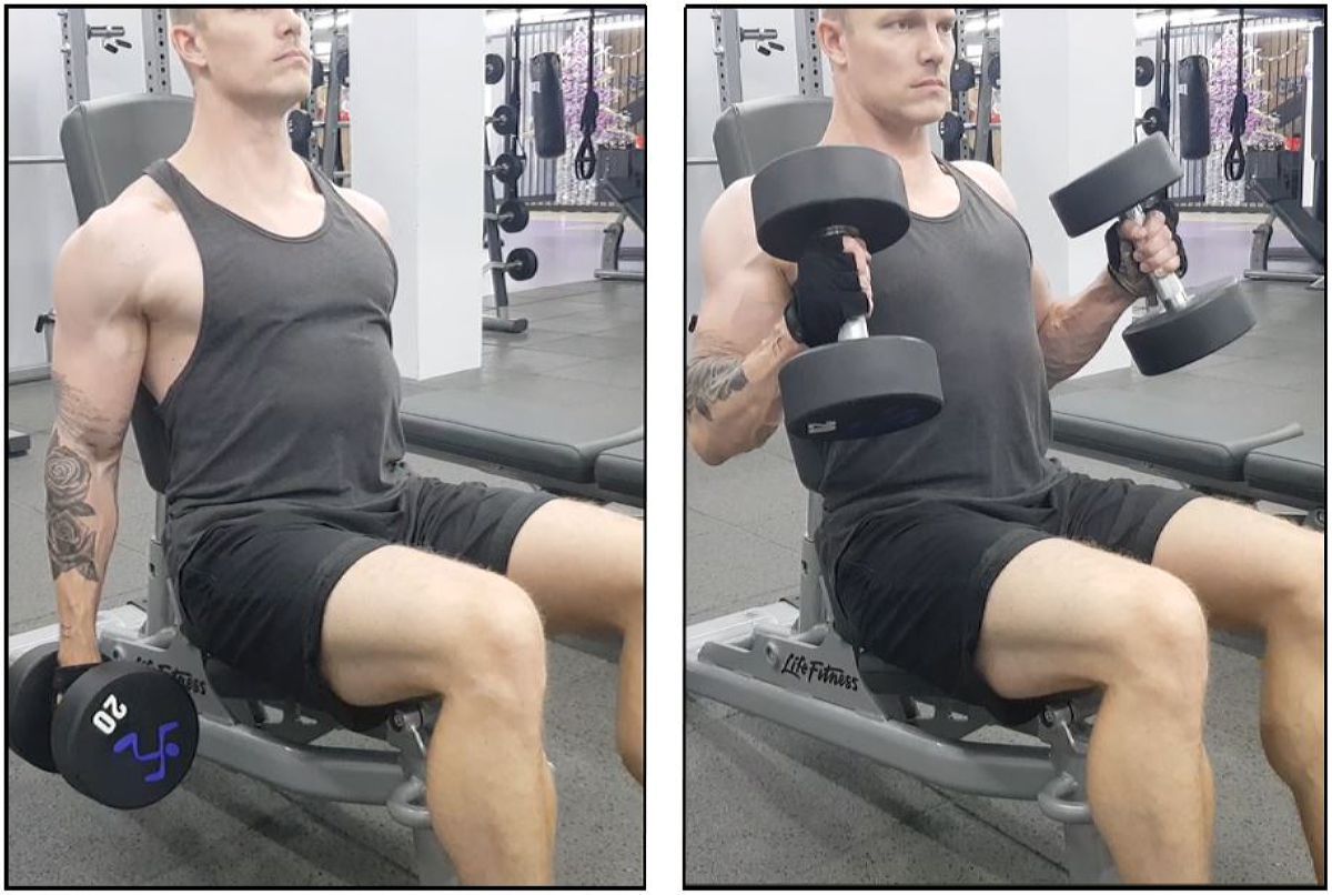 Seated hammer curl